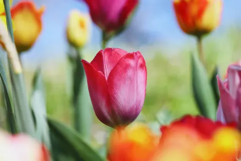 Fondo de pantalla Campo de Tulipanes 4K · flowers · 3840×2560