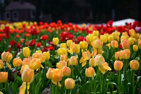 Lale Tarlası 4K Duvar Kağıdı · flowers · 3840×2560