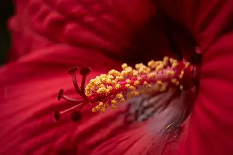 Flower Macro 4K Wallpaper · flowers · 3840×2560