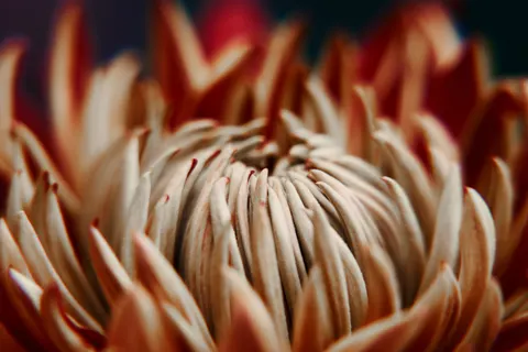 Sfondo Fiore in Macro 4K · flowers · 3840×2560