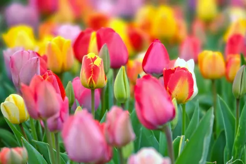Обои Поле тюльпанов 4K · flowers · 3840×2560