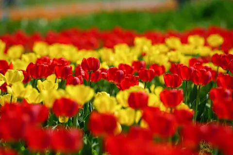 Sfondo Campo di Tulipani 4K · flowers · 3840×2561