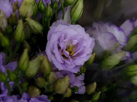 꽃 매크로 4K 배경화면 · flowers · 3840×2880