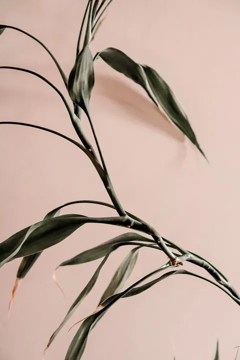 Peach Minimal Phone Wallpaper · pastel · 1440×2160