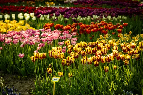 郁金香花田 4K壁纸 · flowers · 3840×2560