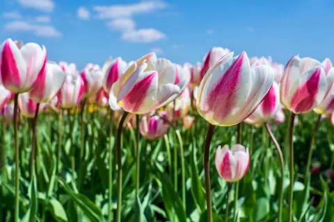 Wallpaper Ladang Bunga Tulip 4K · flowers · 3840×2561