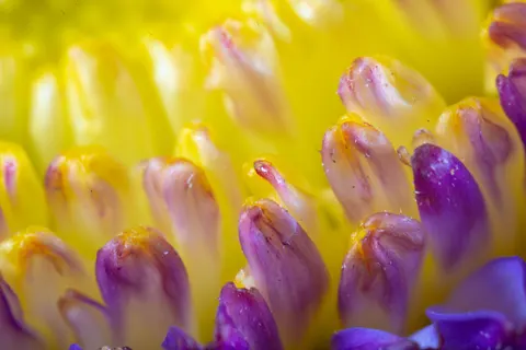 Обои Макросъёмка цветка 4K · flowers · 3840×2560