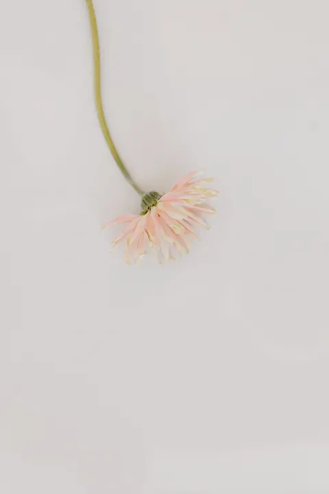 Peach Minimal Phone Wallpaper · pastel · 1440×2160