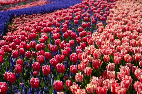 郁金香花田 4K壁纸 · flowers · 3840×2560
