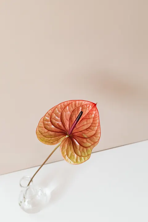 Peach Minimal Phone Wallpaper · pastel · 1440×2160