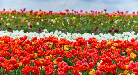 Fondo de pantalla Campo de Tulipanes 4K · flowers · 3840×2095