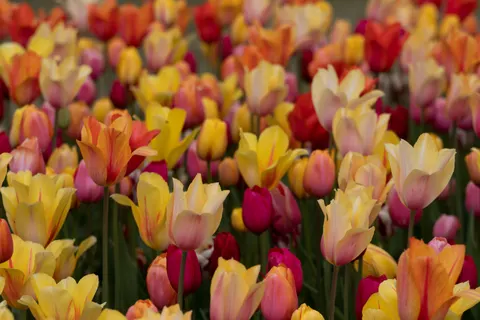 Tulip Field 4K Wallpaper · flowers · 3840×2560