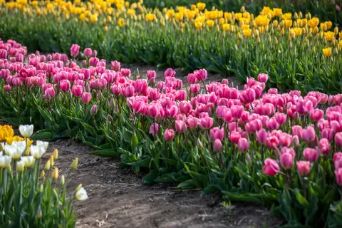 Fondo de pantalla Campo de Tulipanes 4K · flowers · 3840×2560