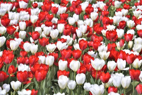 Sfondo Campo di Tulipani 4K · flowers · 3840×2560