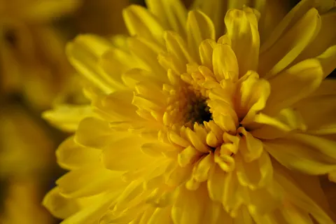 Sfondo Fiore in Macro 4K · flowers · 3840×2560