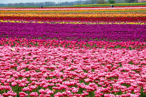 Fondo de pantalla Campo de Tulipanes 4K · flowers · 3840×2563
