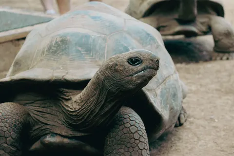 Fond d'écran Tortue de mer 4K · ocean · 3840×2560