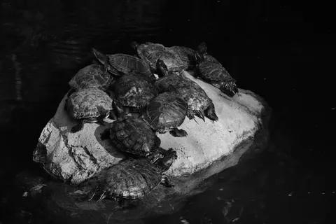 Sea Turtle 4K Wallpaper · ocean · 3840×2563
