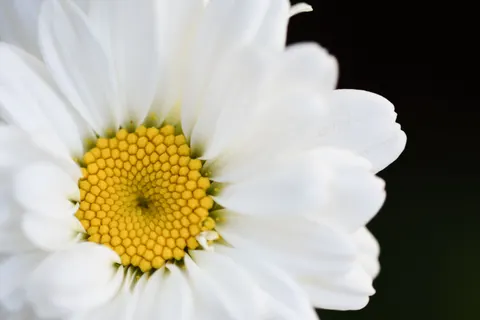 Sfondo Fiore in Macro 4K · flowers · 3840×2560