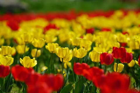 Fondo de pantalla Campo de Tulipanes 4K · flowers · 3840×2561