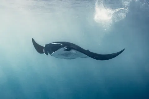 خلفية سلحفاة بحرية بدقة 4K · ocean · 3840×2561