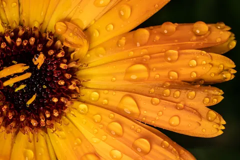 Flower Macro 4K Wallpaper · flowers · 3840×2561
