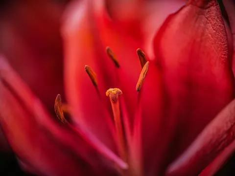Sfondo Fiore in Macro 4K · flowers · 3840×2880