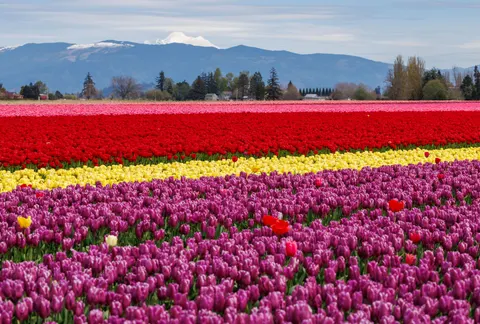 والپیپر مزرعه لاله با کیفیت 4K · flowers · 3840×2594