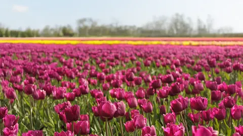 Tulpenveld 4K-achtergrond · flowers · 3840×2160