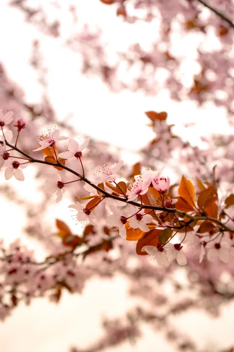 Blossom Pink Phone Wallpaper · pastel · 1440×2160