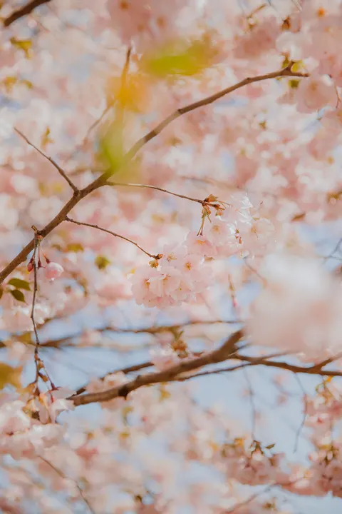 Blossom Pink Phone Wallpaper · pastel · 1440×2160