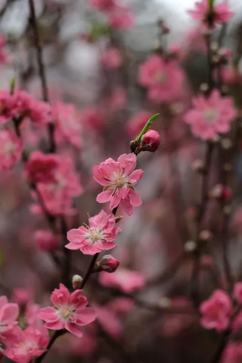 Blossom Pink Phone Wallpaper · pastel · 1440×2160