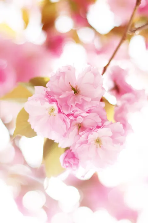 Blossom Pink Phone Wallpaper · pastel · 1440×2160
