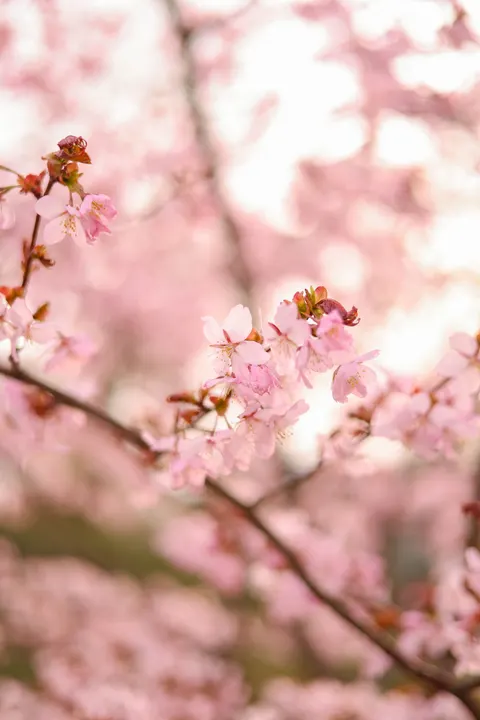 Blossom Pink Phone Wallpaper · pastel · 1440×2159