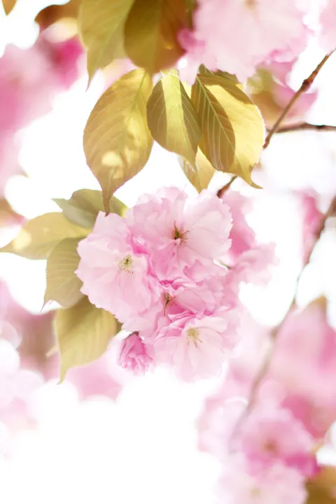 Blossom Pink Phone Wallpaper · pastel · 1440×2160