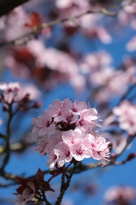 Blossom Pink Phone Wallpaper · pastel · 1440×2160