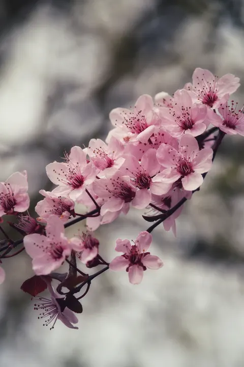 Blossom Pink Phone Wallpaper · pastel · 1440×2160