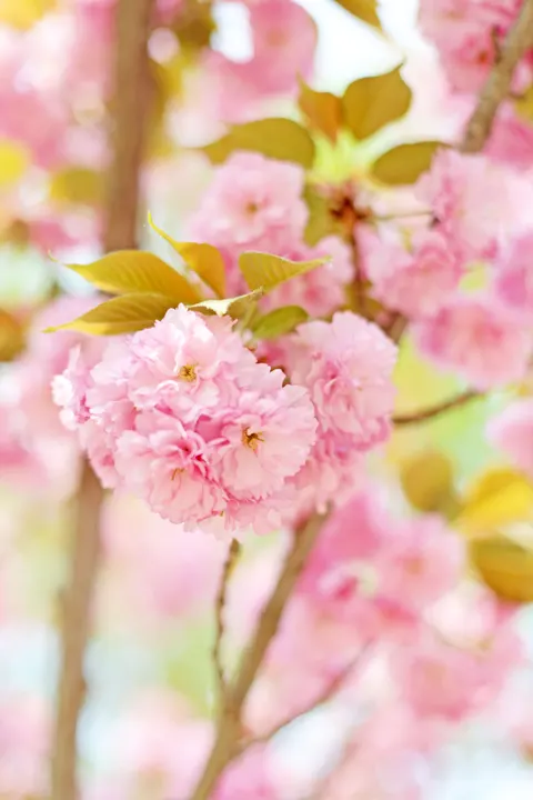 Blossom Pink Phone Wallpaper · pastel · 1440×2160