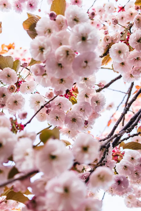 Blossom Pink Phone Wallpaper · pastel · 1440×2160
