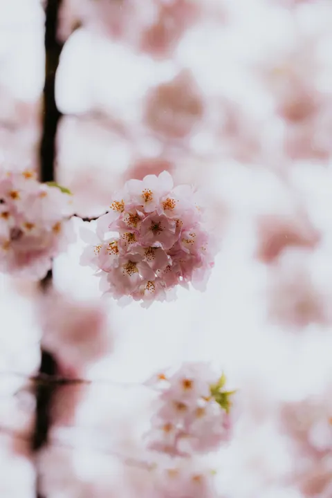Blossom Pink Phone Wallpaper · pastel · 1440×2160