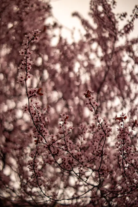 Blossom Pink Phone Wallpaper · pastel · 1440×2160