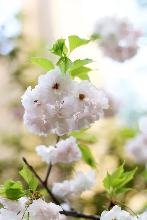 Blossom Pink Phone Wallpaper · pastel · 1440×2160