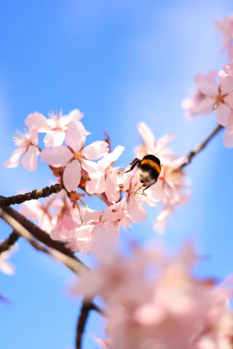 Blossom Pink Phone Wallpaper · pastel · 1440×2159