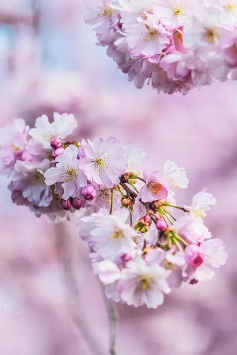 Blossom Pink Phone Wallpaper · pastel · 1440×2160