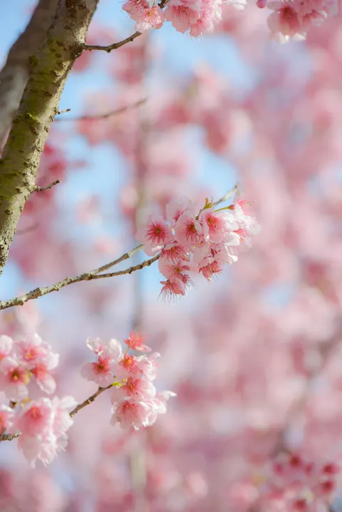 Blossom Pink Phone Wallpaper · pastel · 1440×2158