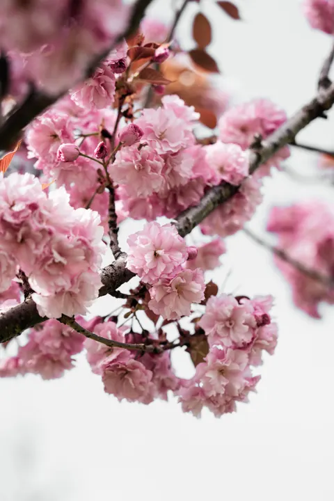 Blossom Pink Phone Wallpaper · pastel · 1440×2160