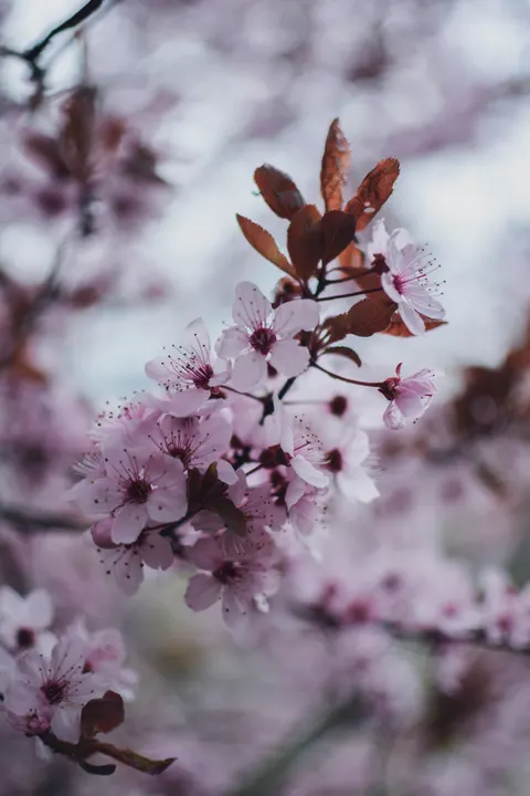 Blossom Pink Phone Wallpaper · pastel · 1440×2160