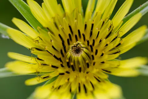 Flower Macro 4K Wallpaper · flowers · 3840×2561