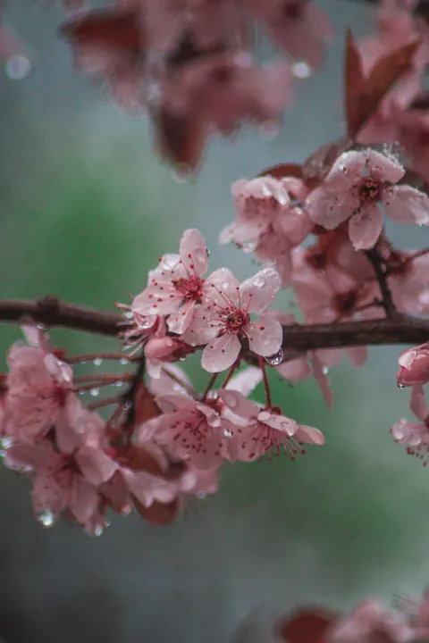 Blossom Pink Phone Wallpaper · pastel · 1440×2160