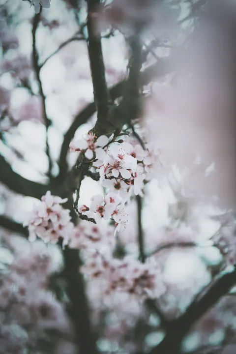 Blossom Pink Phone Wallpaper · pastel · 1440×2160